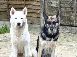 3/4 Siberian Husky 1/4 German shep.
