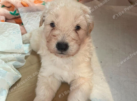 2 white German shepherd pups