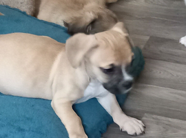 1 puppy French Cava Tzu