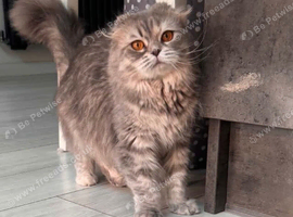 Beautiful Grey Scottish Fold Girl Looking for a Loving Home
