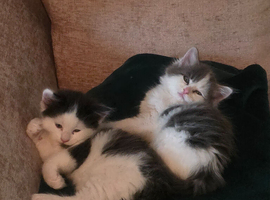 Two perfect kittens