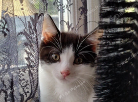 Rehoming kittens