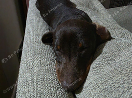 Dachshund puppies for sale