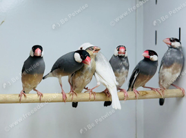 Java finches