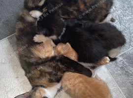 Urgent: Foster Care/Rescue Needed for Mother Cat & 4 Kittens (3 Months Old)