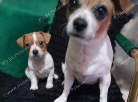 Mixed chihuava and bichone