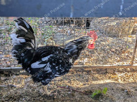 Exchecker cock