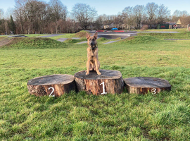 Highly trained 10month old female German Shepherd