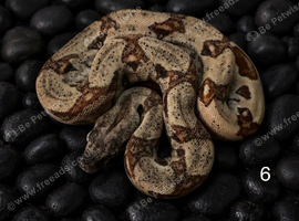 2026 baby boas - hypo motley, hypo, motley 66% het paradise/silverbullet