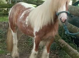 12 h 2 year old cob