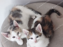 A pair of  stunning kittens, must stay together