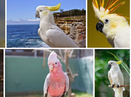 Wanted cockatoo