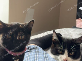 Male and female to rehome