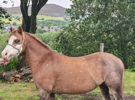 Welsh Section A  broodmare possibly in foal