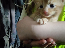 Kittens ready to leave