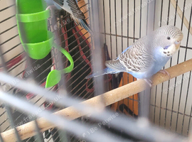 6 budgies  mixed sex