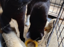 young male cat/kitten neutered &pound;30