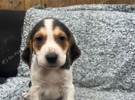 Beautiful Beagle Puppies
