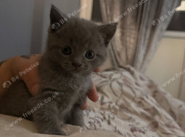 Kittens
