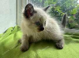 Ragdoll Sweet Kittens + chip, health card, food
