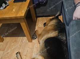 Female german shepherd