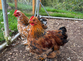 Pekin cockerels