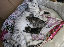 British Shorthair