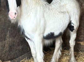 Very pretty cob filly foal