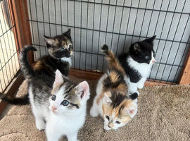 Beautiful Kittens