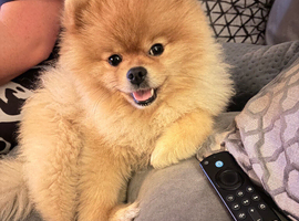 Wanted Pomeranian - please read