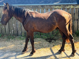Welsh cob Colt