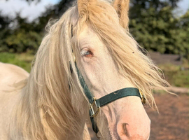 Cremello cob