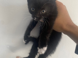 3 kittens READY TO GO NOW!! :)