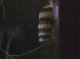Assasin snails, Ramshorn snails and Colombian ramshorn snails