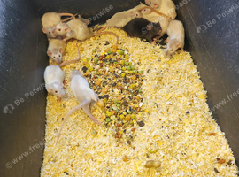 Dunbo rats