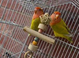 2 Lovebirds with Large Cage & Accessories