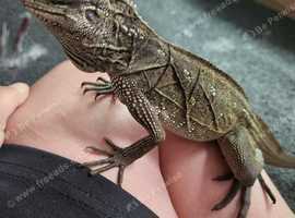 Webers sailfin lizard