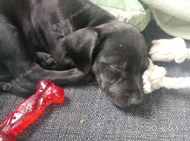 Red Chinese dog cross female