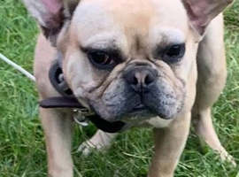 13 month old French bulldog boy available