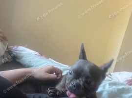 French bull dog