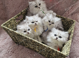 Pure British Longhaired white-silver kittens