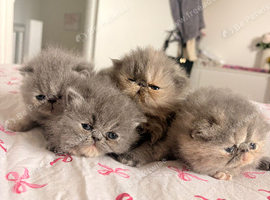 Stunning Persian Kittens