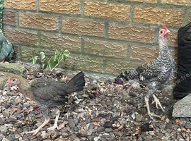 Pair of Modern Game Bantams