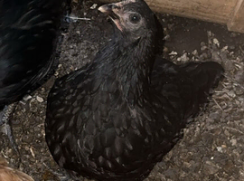 9 week old chicks