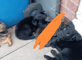 German Shepherd cross Belgian mali