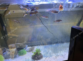 Red Zebra Cichlids