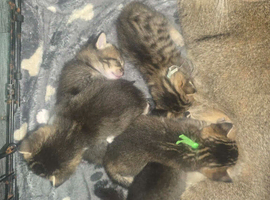 Bengal x tabby kittens