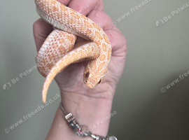 Albino believed female captive bread 2025