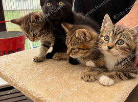 Beautiful Kittens