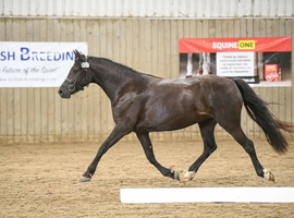 Stunning Section C Mare